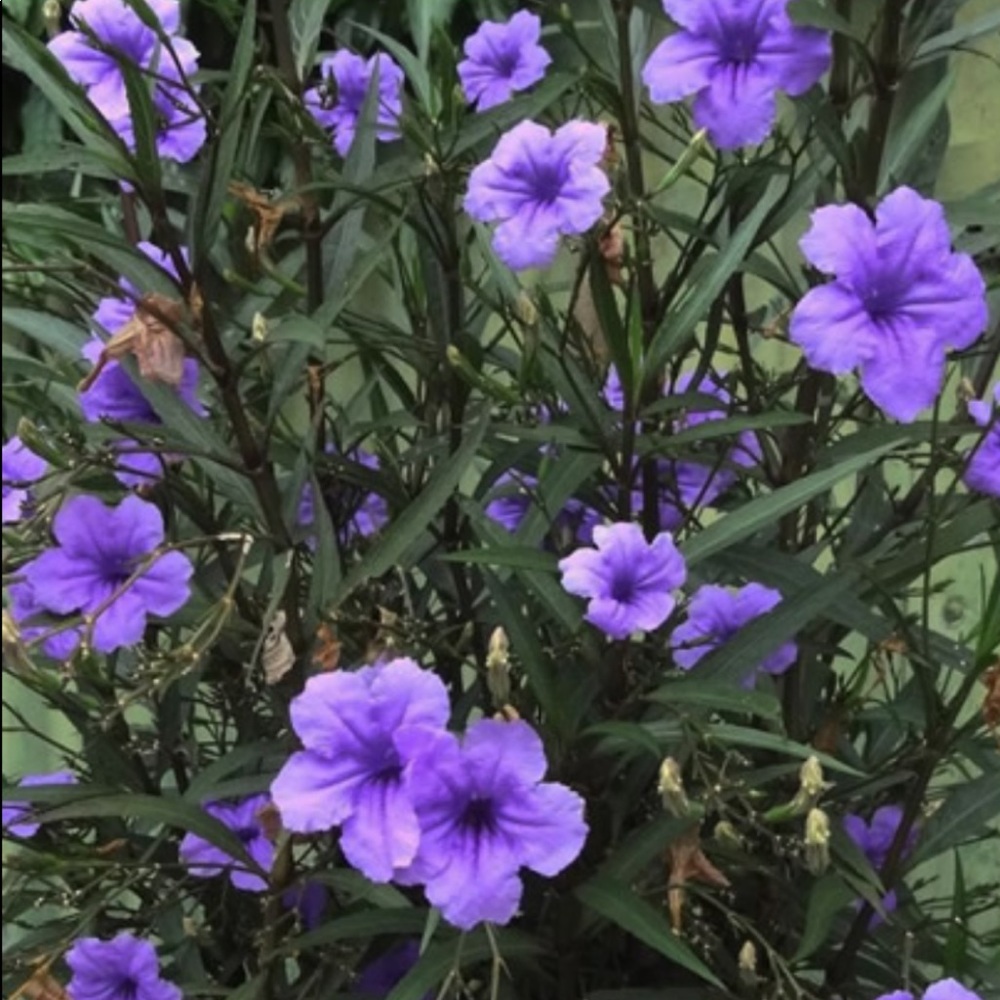 Purple Ruellia Petunia, ‘Mexican Petunia’